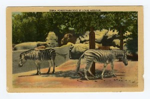 zebra postcard, front view